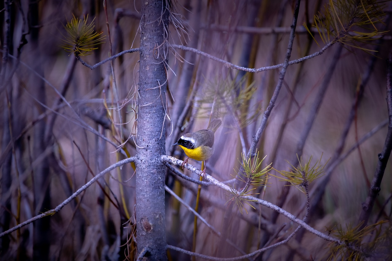 How Has COVID-19 Affected Wildlife Conservation?